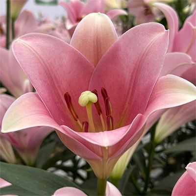 テッポウユリ パレーゼ