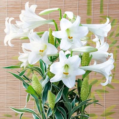 テッポウユリ 日の本お買い得セット