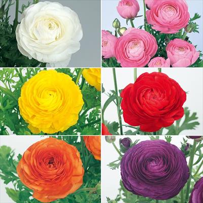 ラナンキュラス アヤリッチ 6種セット