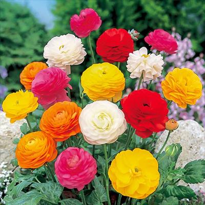 ラナンキュラス ビクトリア ミックス