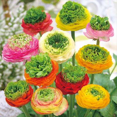 ラナンキュラス グラスホッパー