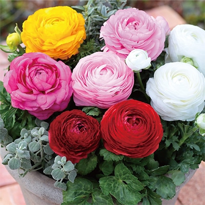 ラナンキュラス ワンダーランドiQ ミックス