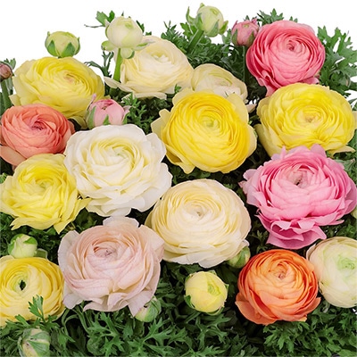 ラナンキュラス ワンダーランドiQ 　クリームシェード