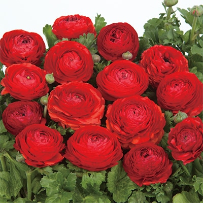 ラナンキュラス ワンダーランドiQ レッドシェード