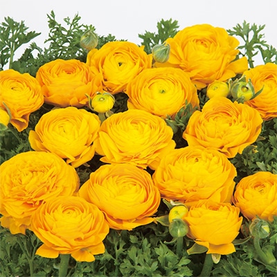 ラナンキュラス ワンダーランドiQ ゴールデンイエロー