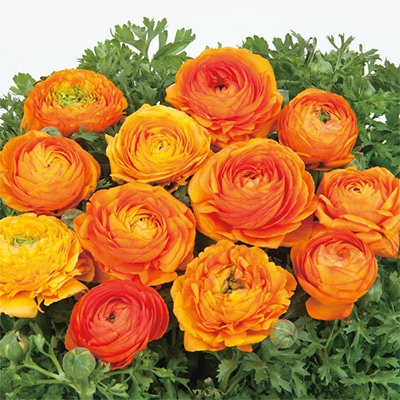 ラナンキュラス ワンダーランドiQ オレンジシェード