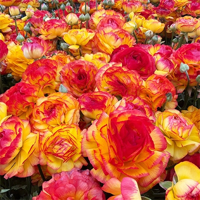 ラナンキュラス ワンダーランドiQ ファイアーバイカラー