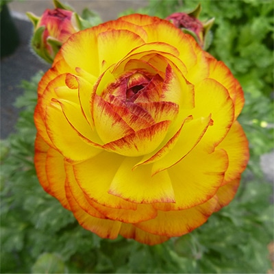 ラナンキュラス アヤリッチバイカラーオレンジ ミックス