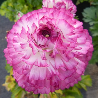 ラナンキュラス アヤリッチバイカラーピンク ミックス