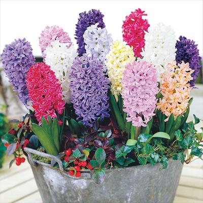 ヒヤシンス レインボーミックス