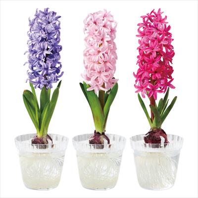 草花の球根 並び順 新着順 4 5ページ 種 タネ 球根 苗の通販はサカタのタネ オンラインショップ