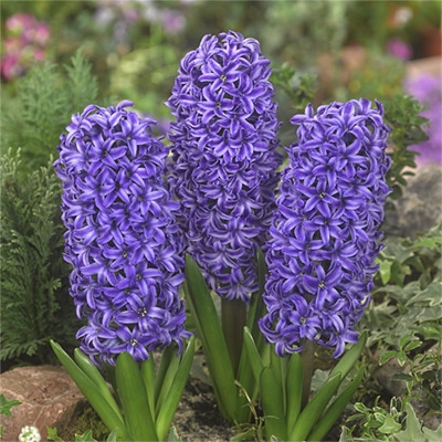 ヒヤシンス ブルージャケット