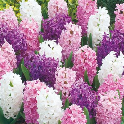 ヒヤシンス ピンクミックス