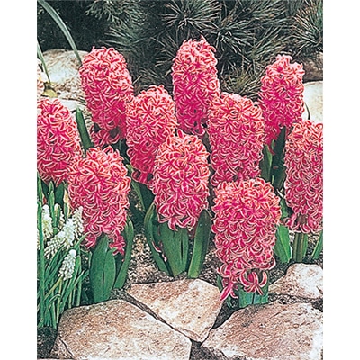 ヒヤシンス ピンクパール