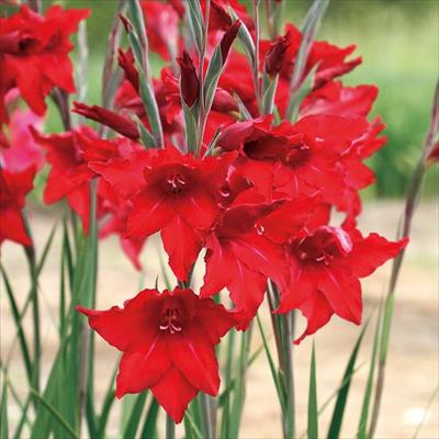 早咲きグラジオラス ダスティッドレッド