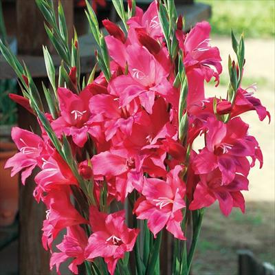 早咲きグラジオラス ボルケーノ