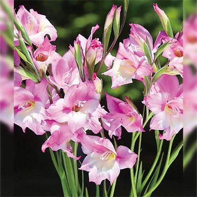 早咲きグラジオラス チャーミングヘンリー