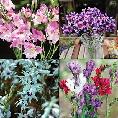 切り花向き花球根4種見計らいお買い得セット B