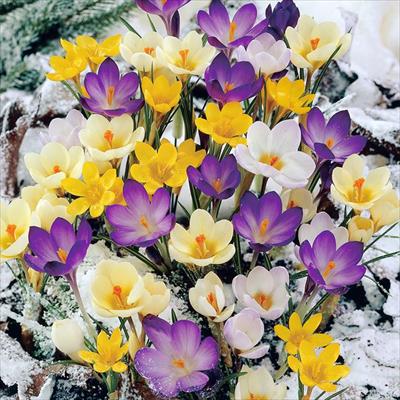 クロッカス 原種系クロッカス 4種ミックス