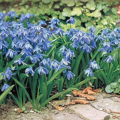 シラー シビリカブルー