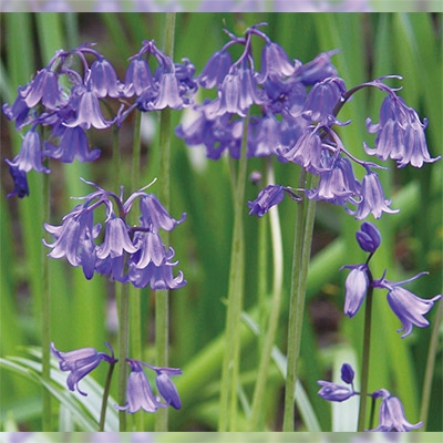 ヒヤシンソイデス イングリッシュブルーベル