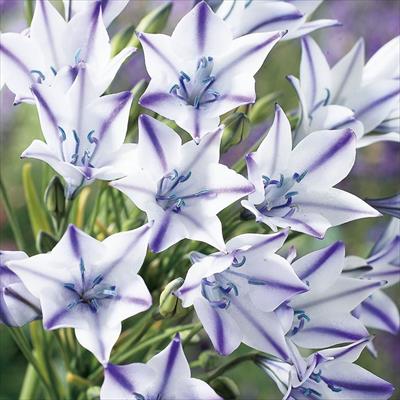 トリテレイア フォクシー