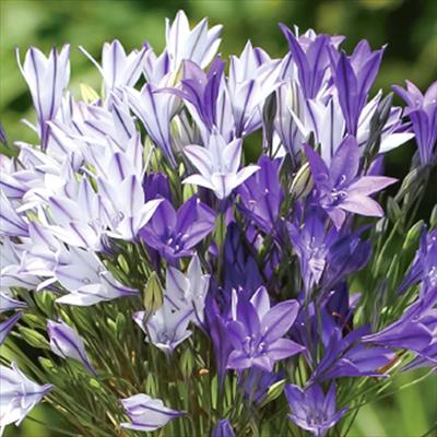 トリテレイア 一重咲き 2種ミックス