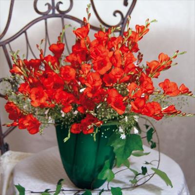 トリトニア トリトニア オレンジ