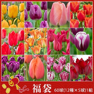 秋植え球根 チューリップ見計らい福袋