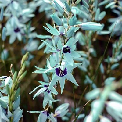 原種イキシア ビリディフローラ