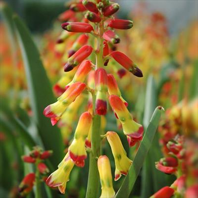 ラケナリア クアドリカラー