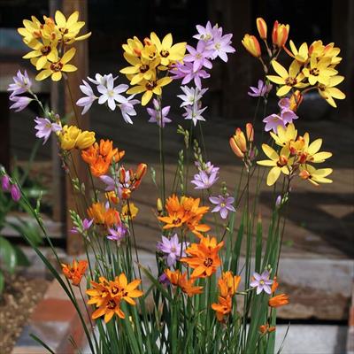 原種イキシア ミックス