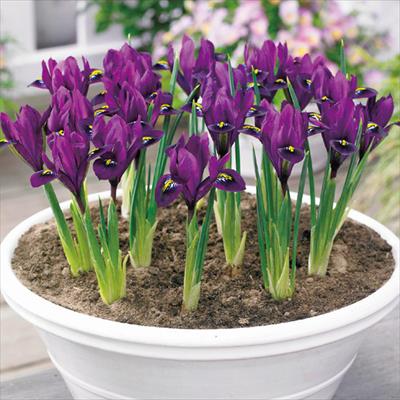 アイリス レティキュラータ パープルヒル