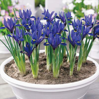 アイリス レティキュラータ ブルーヒル