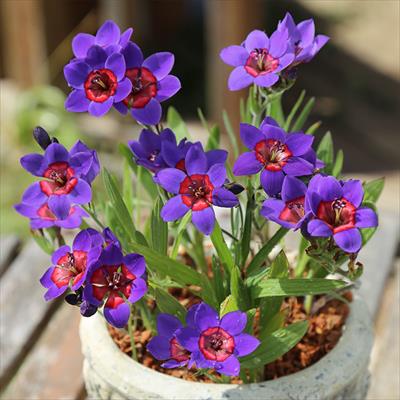 バビアナ ルブロキネア