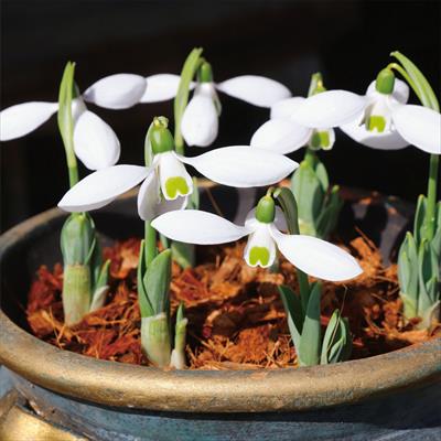 スノードロップ マウントエベレスト