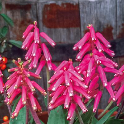 ラケナリア ルビダ