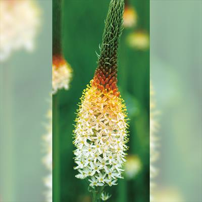 バルビネラ あけぼの