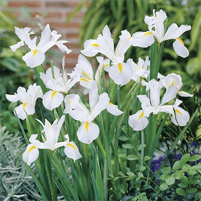 アイリス ホワイトヴァンビレット