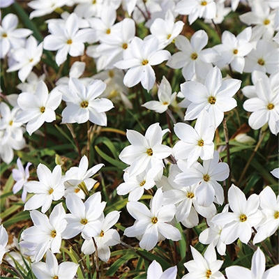 アイフェイオン スプリングホワイトスター