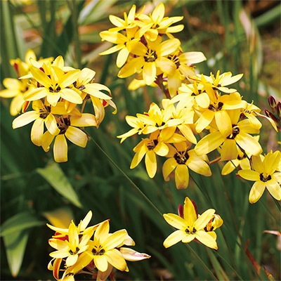 原種イキシア マキュラータイエロー