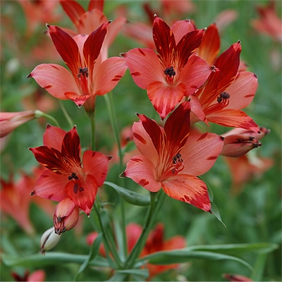 アルストロメリア スポットレス ショコラローズ