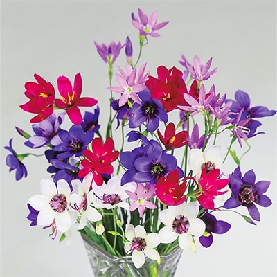 ゲイソリザ ミックス