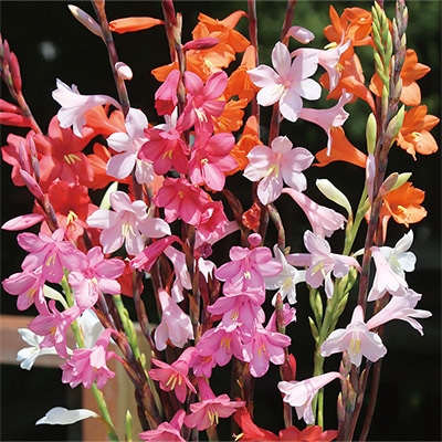 ワトソニア ドワーフミックス