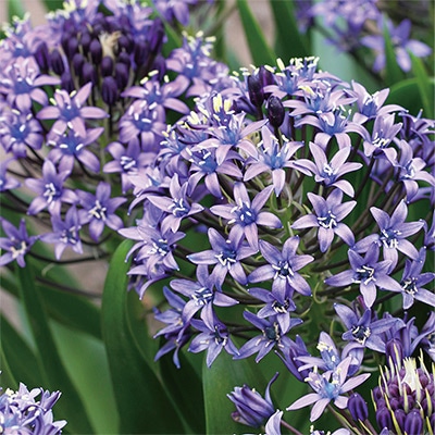 シラー ペルビアーナブルー