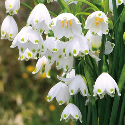 スノーフレーク グレバティージャイアント