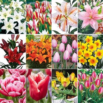 秋草花球根詰め合わせ