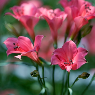 アルストロメリア スポットレス シンプルローズ