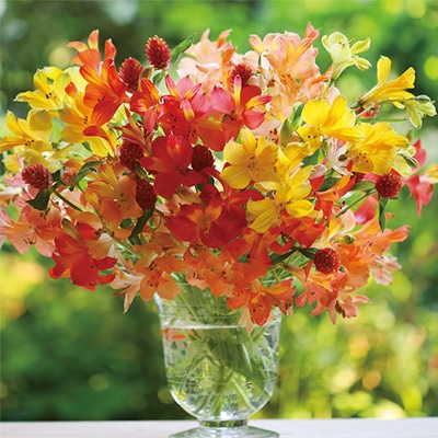 アルストロメリア ガーデンアルストロメリア系 5種セット