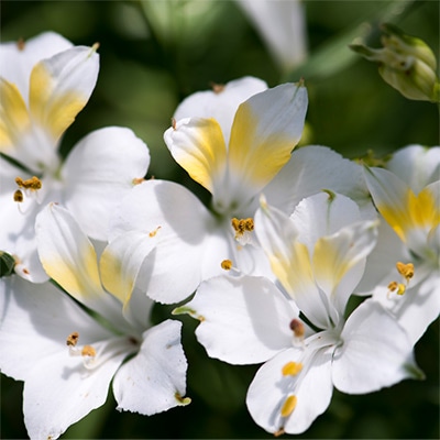 アルストロメリア スポットレス テスティホワイト